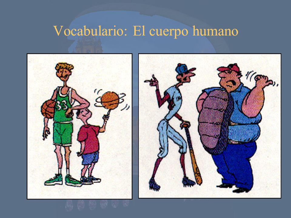 Vocabulario: El cuerpo humano