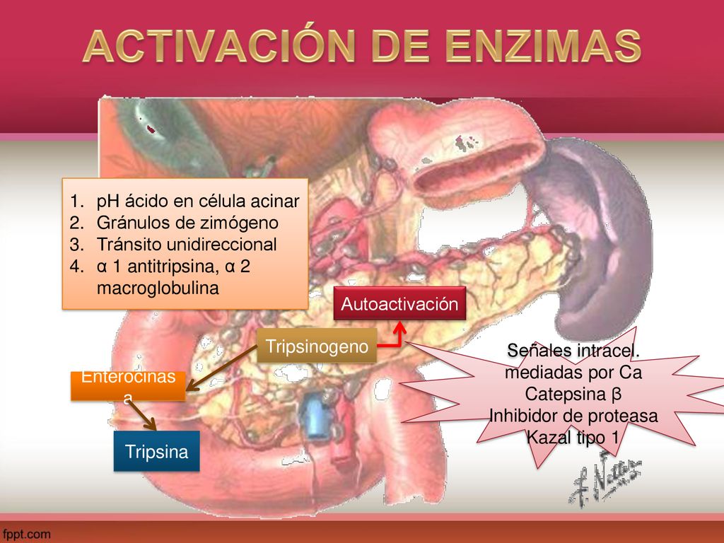 ACTIVACIÓN DE ENZIMAS pH ácido en célula acinar Gránulos de zimógeno