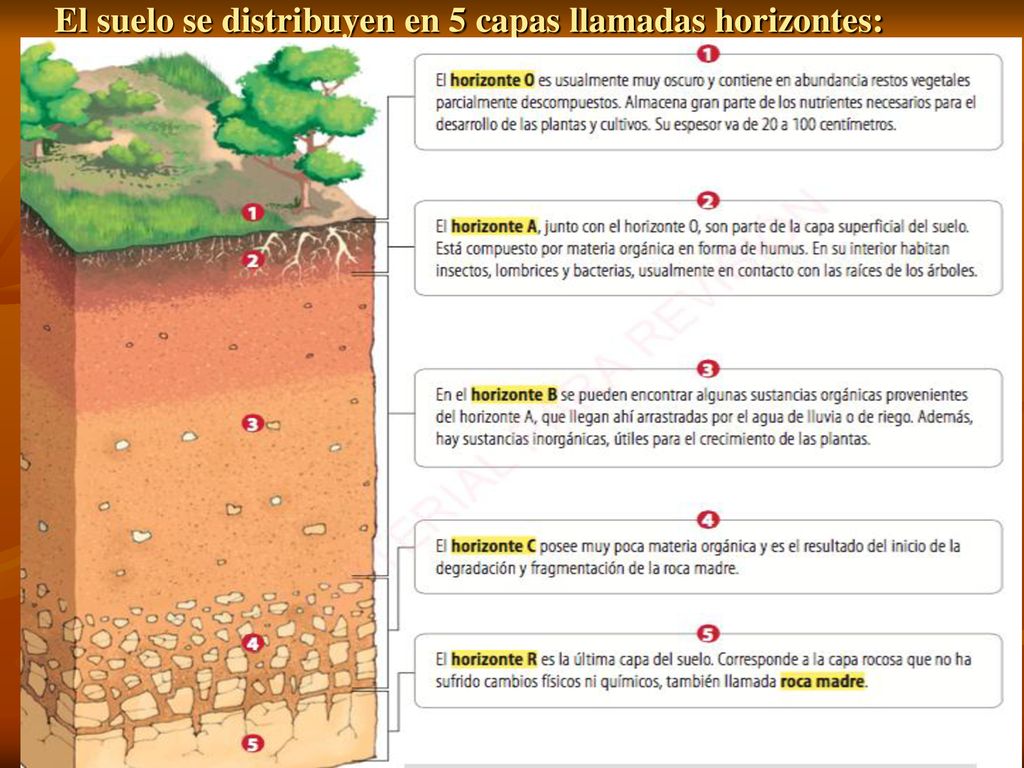El suelo se distribuyen en 5 capas llamadas horizontes: