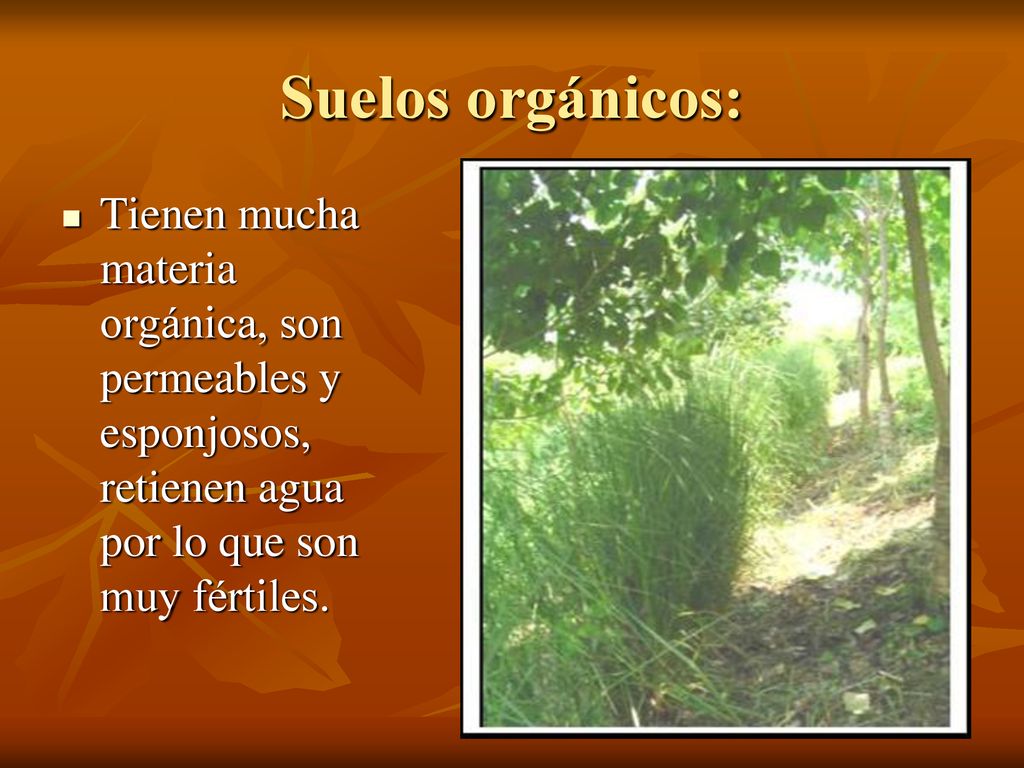 Suelos orgánicos: Tienen mucha materia orgánica, son permeables y esponjosos, retienen agua por lo que son muy fértiles.