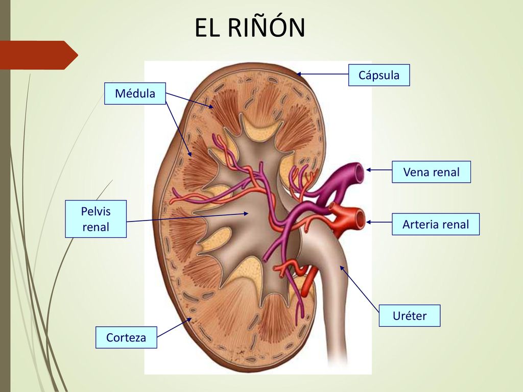 EL RIÑÓN Cápsula Médula Vena renal Pelvis renal Arteria renal Uréter