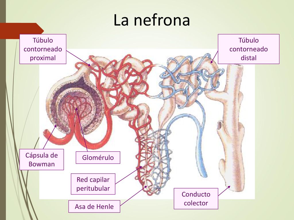 La nefrona Túbulo contorneado proximal Túbulo contorneado distal