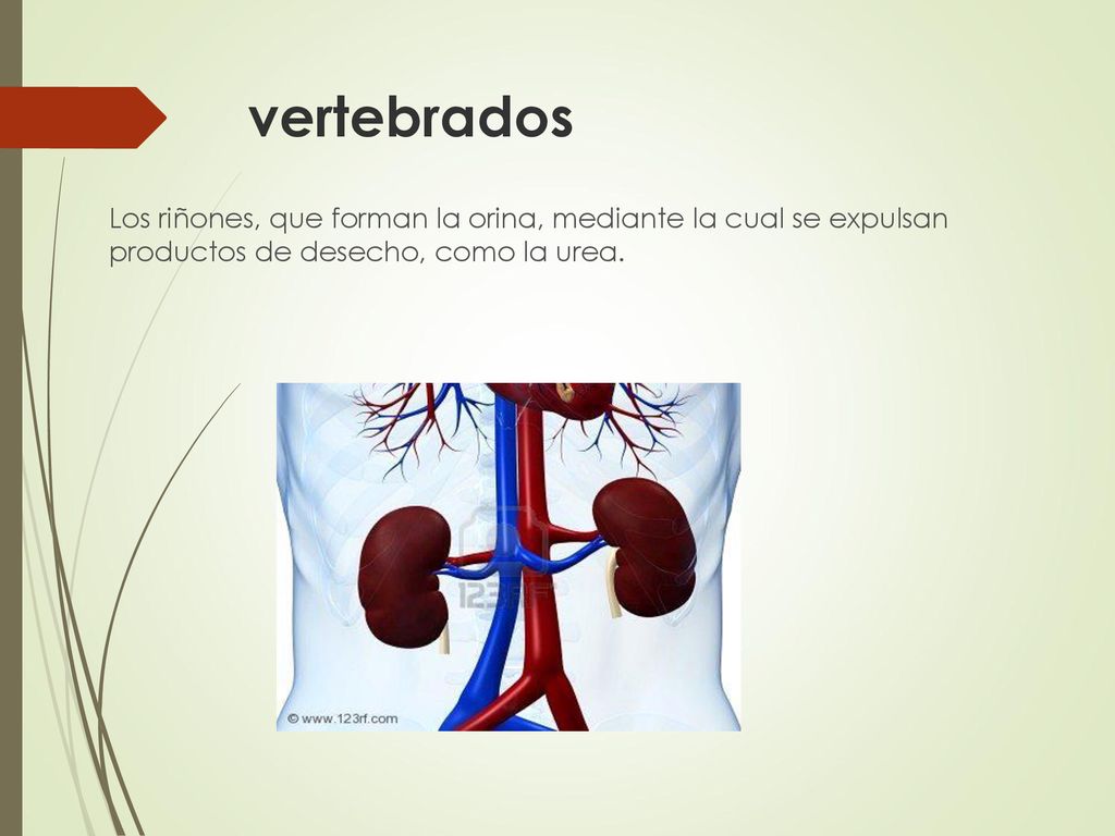 vertebrados Los riñones, que forman la orina, mediante la cual se expulsan productos de desecho, como la urea.