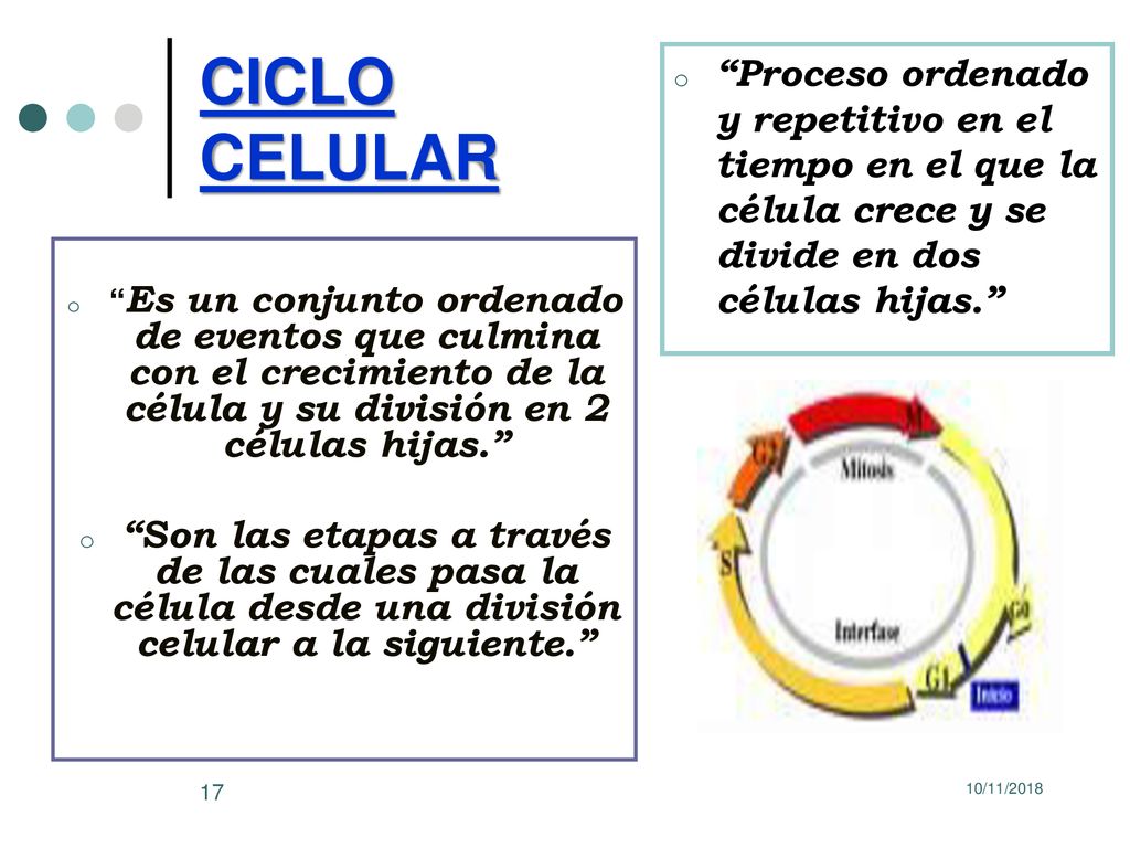CICLO CELULAR Proceso ordenado y repetitivo en el tiempo en el que la célula crece y se divide en dos células hijas.