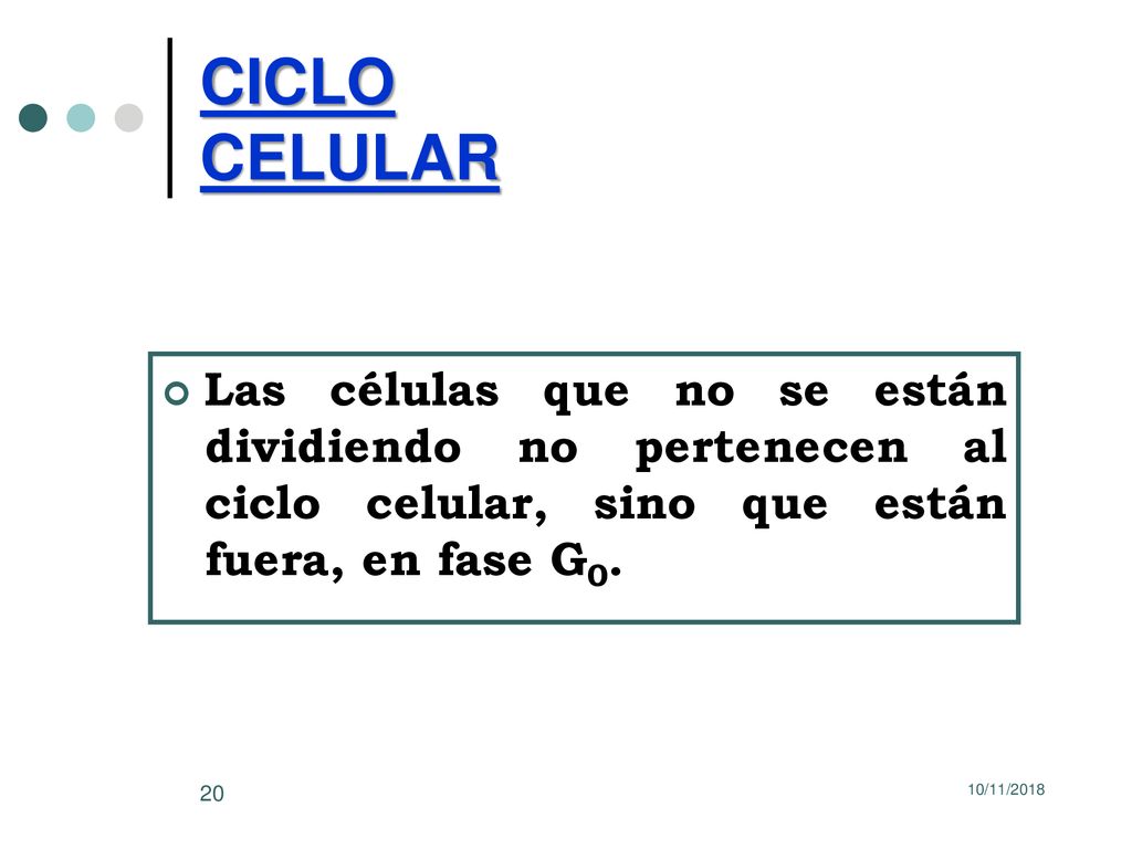 CICLO CELULAR Las células que no se están dividiendo no pertenecen al ciclo celular, sino que están fuera, en fase G0.