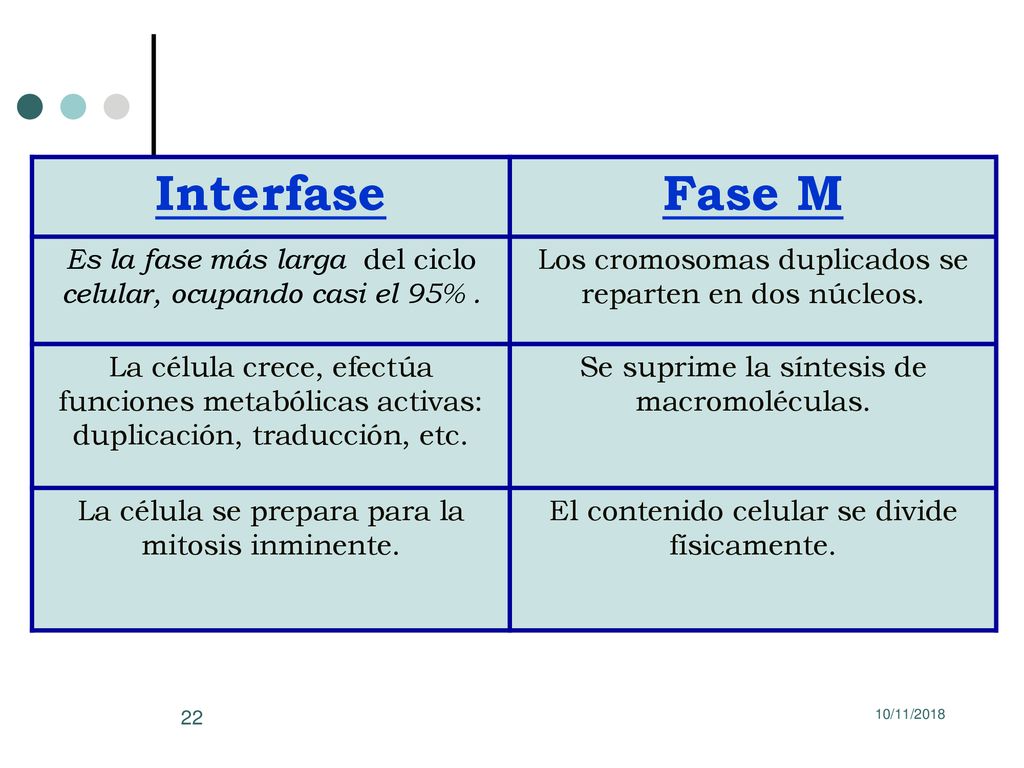 Interfase Fase M. Es la fase más larga del ciclo celular, ocupando casi el 95% . Los cromosomas duplicados se reparten en dos núcleos.