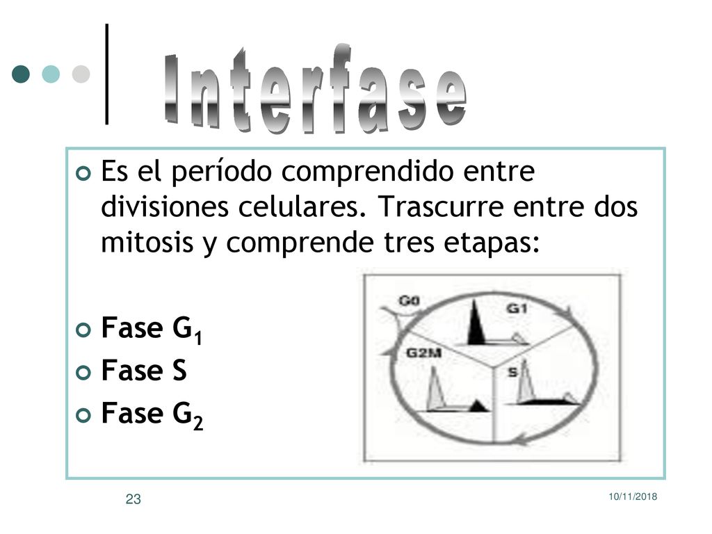 Interfase Es el período comprendido entre divisiones celulares. Trascurre entre dos mitosis y comprende tres etapas: