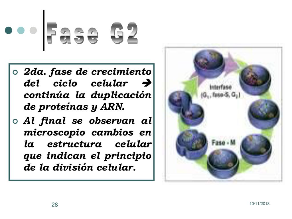 Fase G2 2da. fase de crecimiento del ciclo celular  continúa la duplicación de proteínas y ARN.