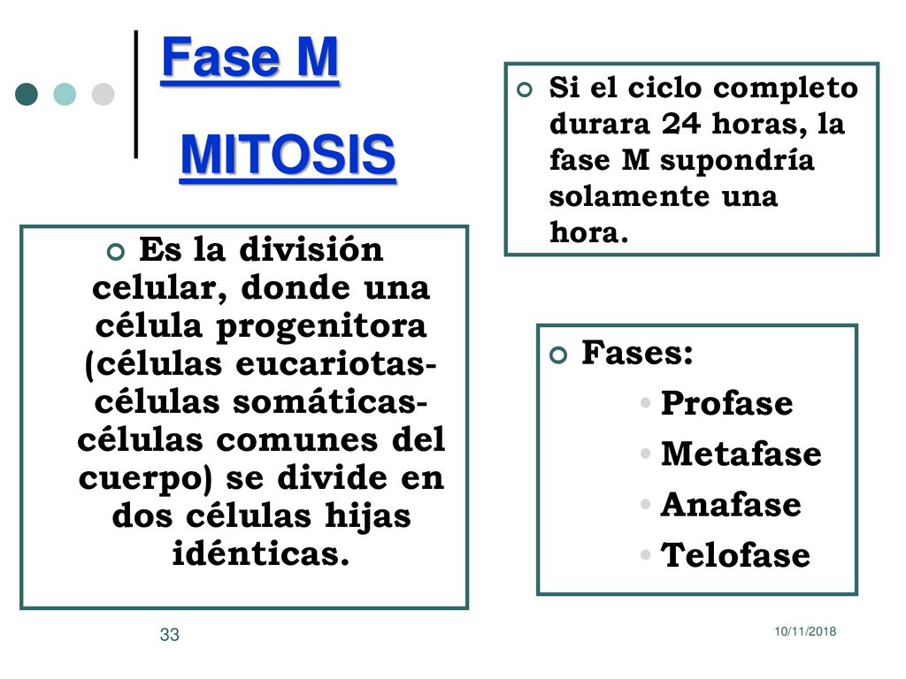 Fase M Si el ciclo completo durara 24 horas, la fase M supondría solamente una hora. MITOSIS.
