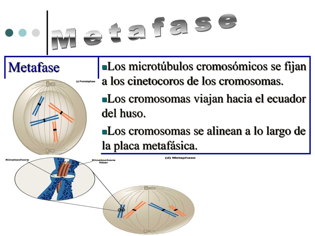Metafase Metafase. Los microtúbulos cromosómicos se fijan a los cinetocoros de los cromosomas. Los cromosomas viajan hacia el ecuador del huso.