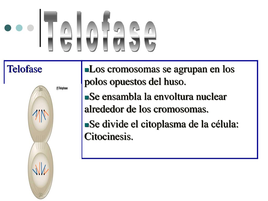 Telofase Telofase. Los cromosomas se agrupan en los polos opuestos del huso. Se ensambla la envoltura nuclear alrededor de los cromosomas.