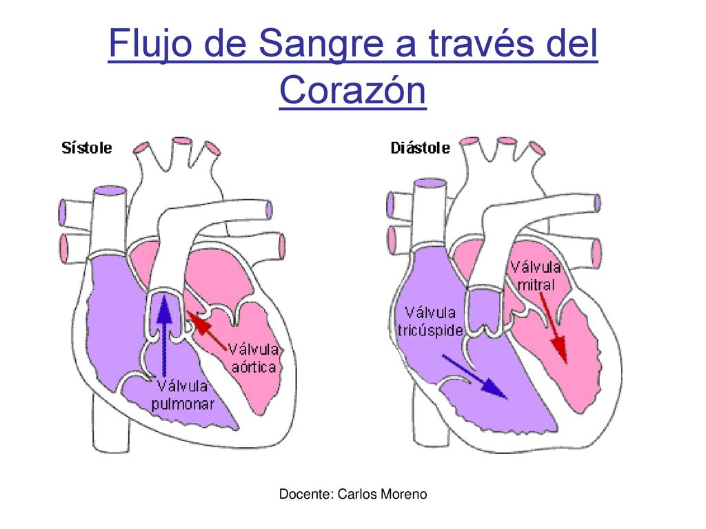 Flujo de Sangre a través del Corazón