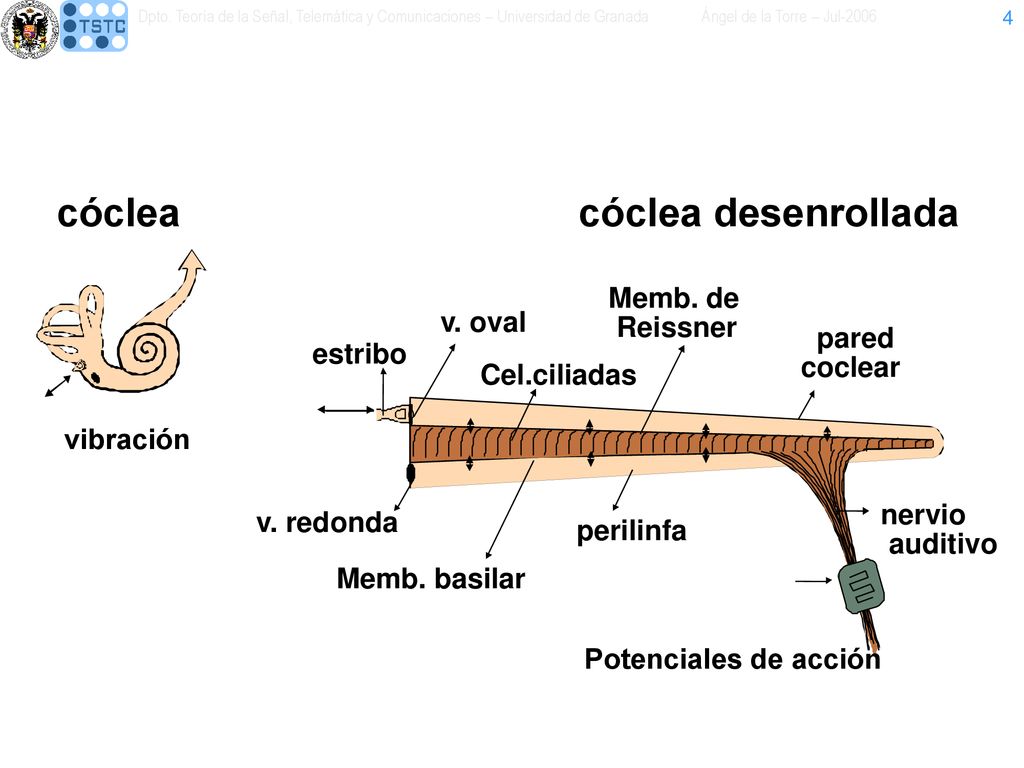 cóclea cóclea desenrollada Memb. de v. oval Reissner pared estribo
