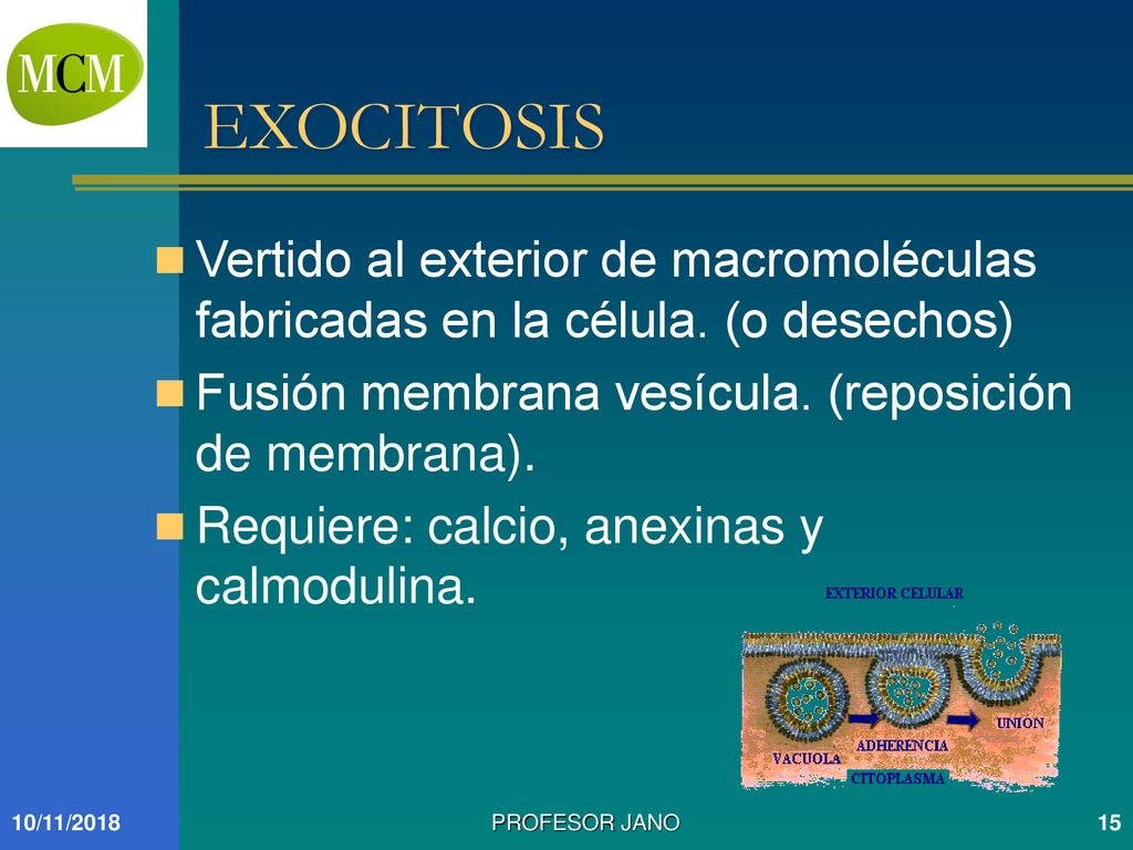 EXOCITOSIS Vertido al exterior de macromoléculas fabricadas en la célula. (o desechos) Fusión membrana vesícula. (reposición de membrana).