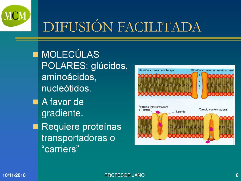 DIFUSIÓN FACILITADA MOLECÚLAS POLARES; glúcidos, aminoácidos, nucleótidos. A favor de gradiente. Requiere proteínas transportadoras o carriers