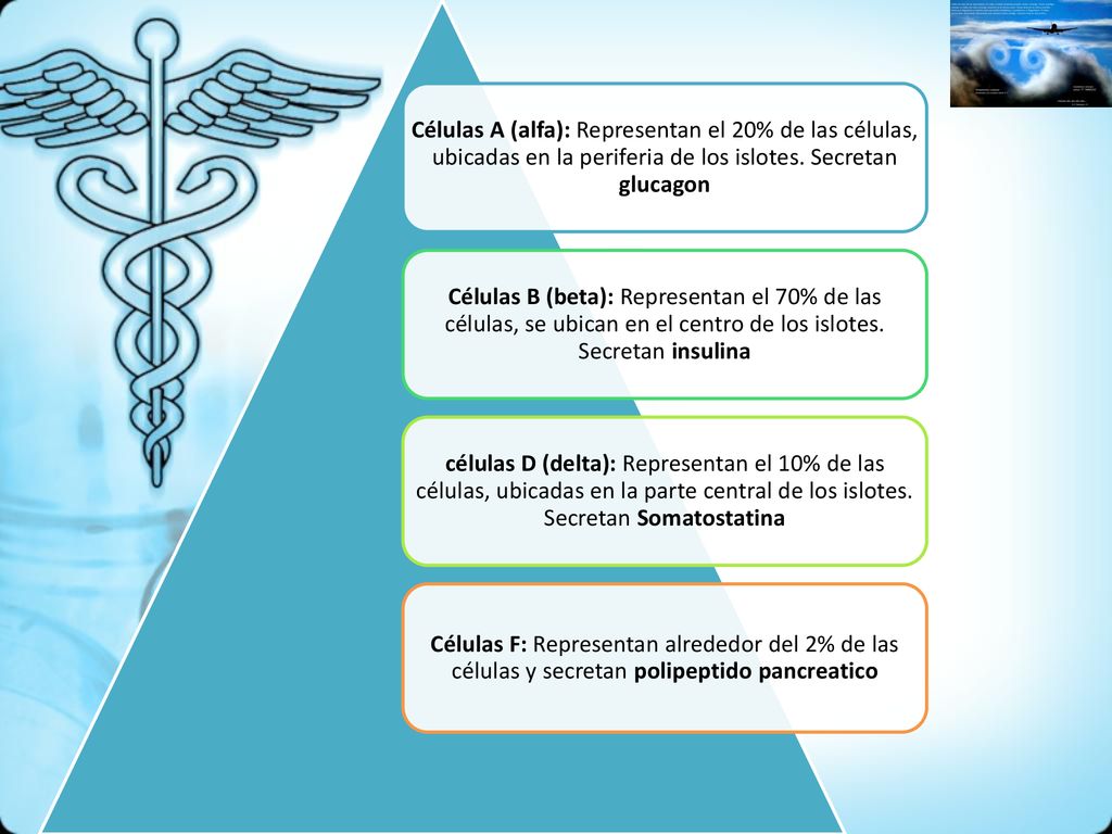 Células A (alfa): Representan el 20% de las células, ubicadas en la periferia de los islotes. Secretan glucagon