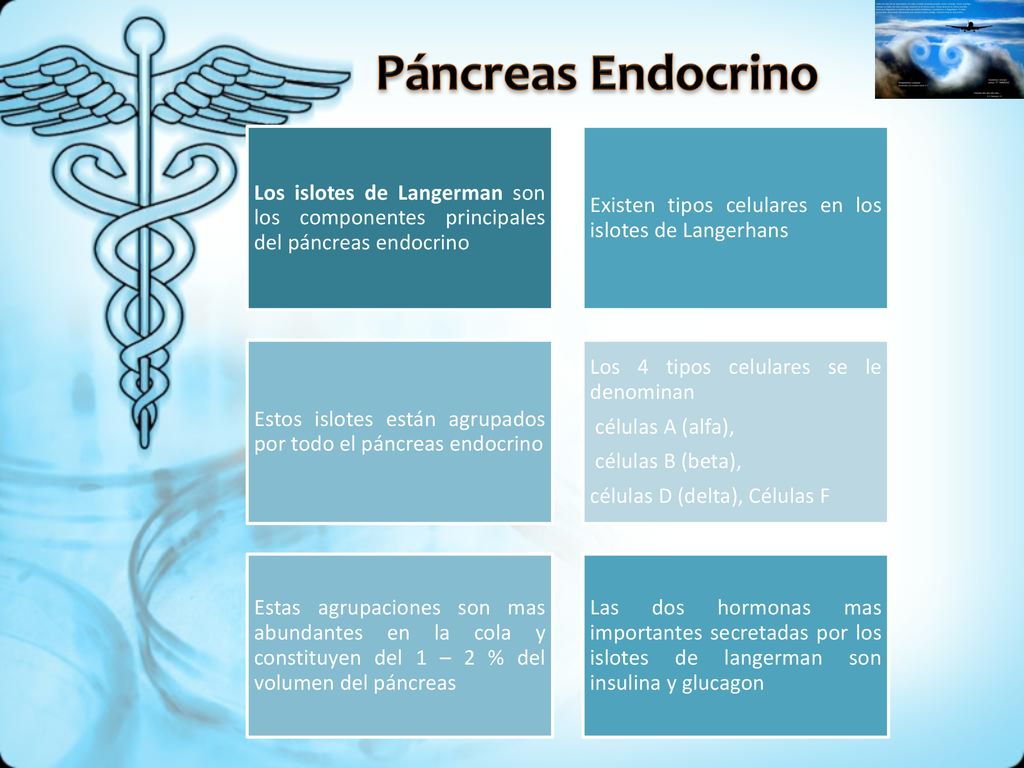 Páncreas Endocrino Los islotes de Langerman son los componentes principales del páncreas endocrino.
