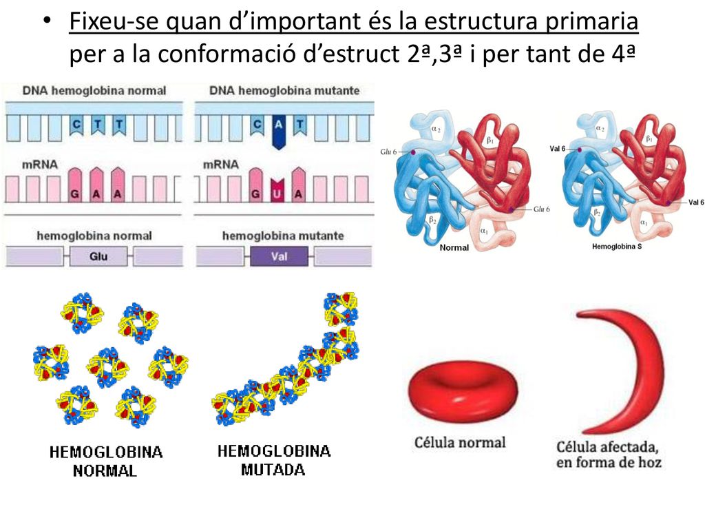 Fixeu-se quan d’important és la estructura primaria per a la conformació d’estruct 2ª,3ª i per tant de 4ª