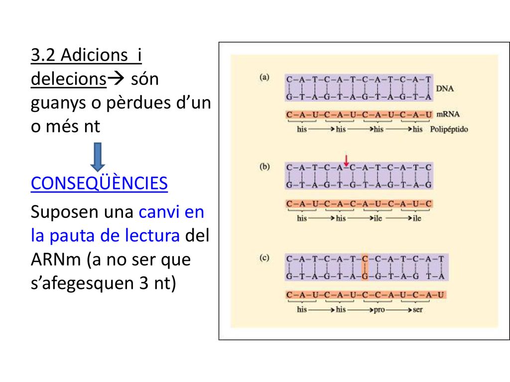 3.2 Adicions i delecions són guanys o pèrdues d’un o més nt CONSEQÜÈNCIES Suposen una canvi en la pauta de lectura del ARNm (a no ser que s’afegesquen 3 nt)
