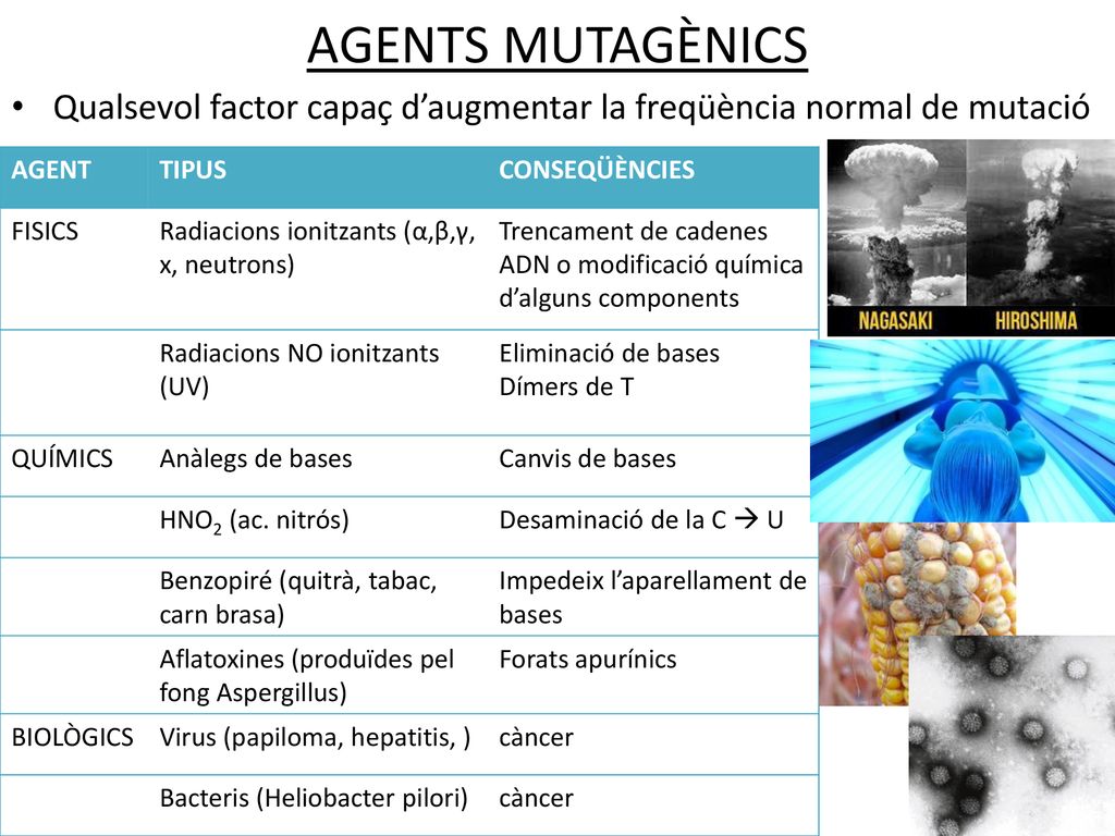 AGENTS MUTAGÈNICS Qualsevol factor capaç d’augmentar la freqüència normal de mutació. AGENT. TIPUS.