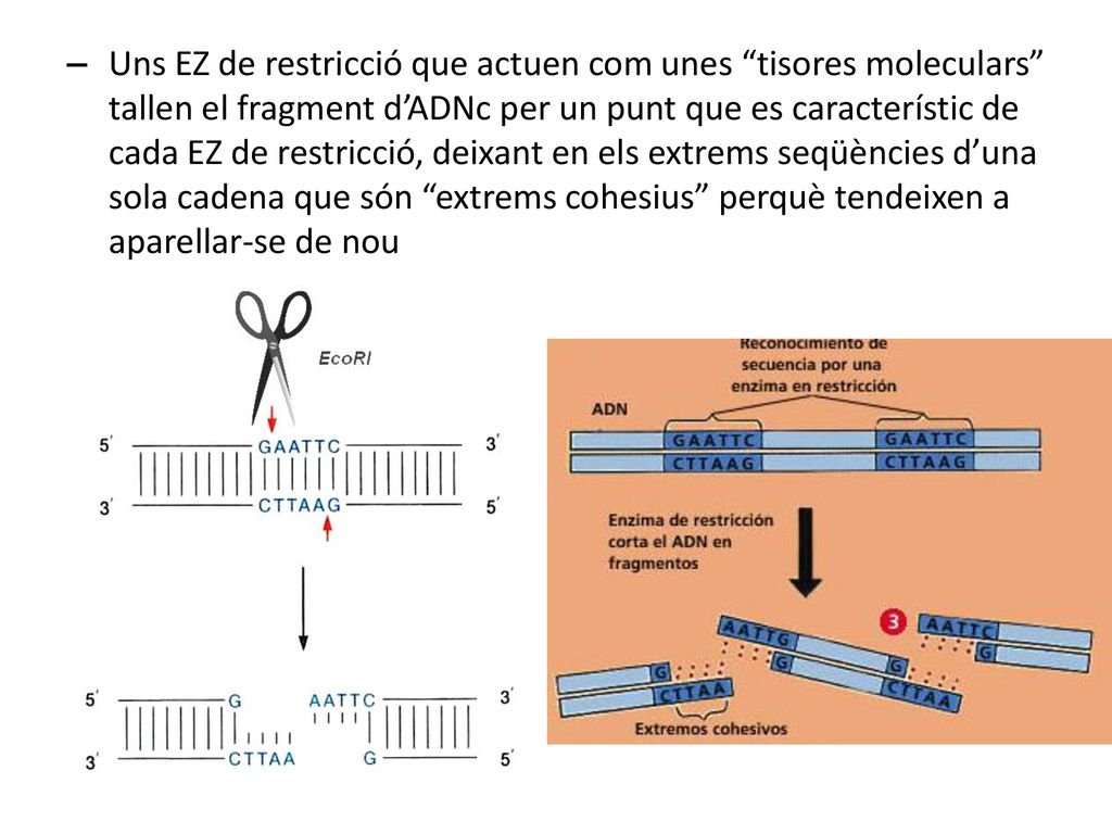 Uns EZ de restricció que actuen com unes tisores moleculars tallen el fragment d’ADNc per un punt que es característic de cada EZ de restricció, deixant en els extrems seqüències d’una sola cadena que són extrems cohesius perquè tendeixen a aparellar-se de nou