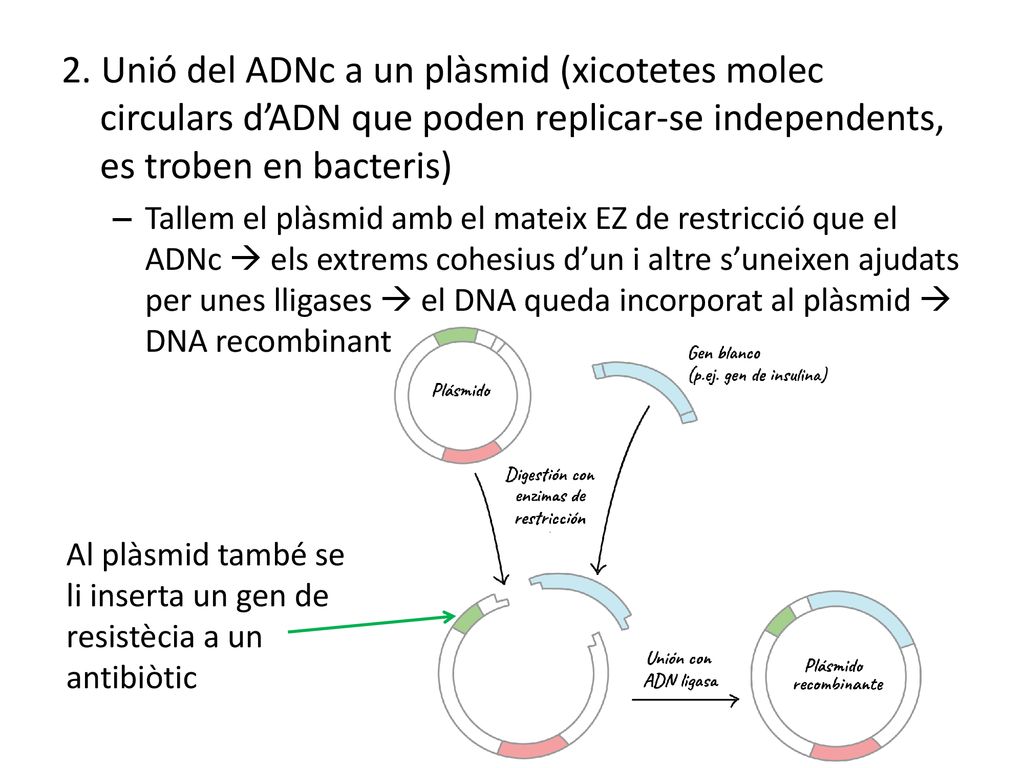 2. Unió del ADNc a un plàsmid (xicotetes molec circulars d’ADN que poden replicar-se independents, es troben en bacteris)