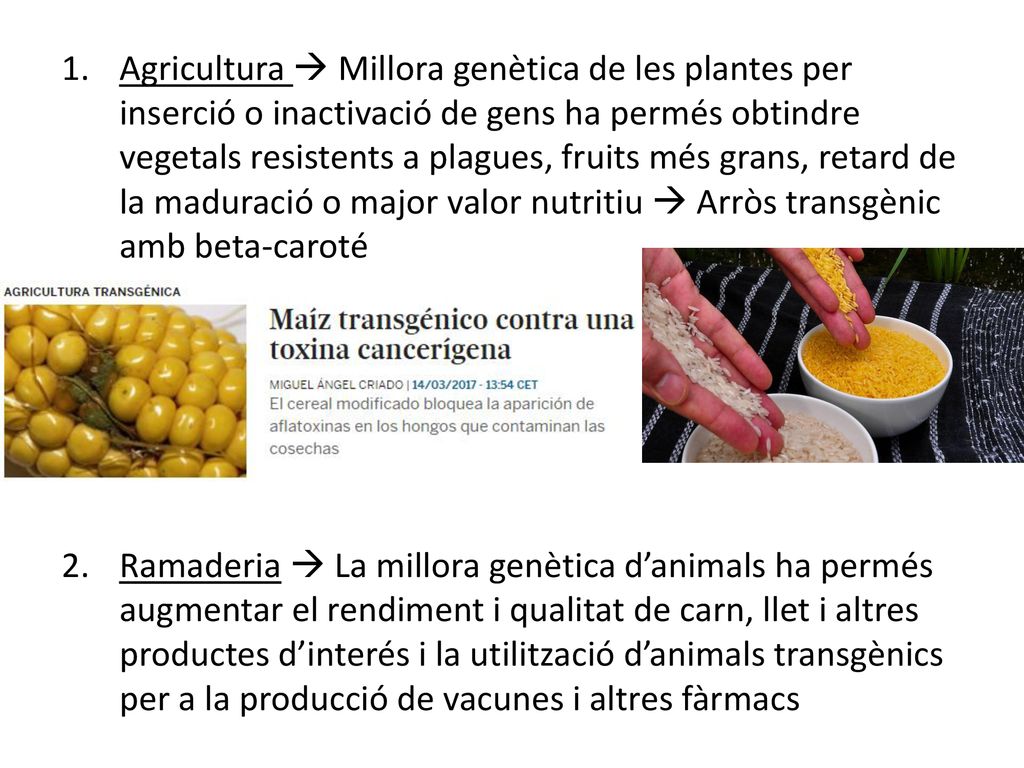 Agricultura  Millora genètica de les plantes per inserció o inactivació de gens ha permés obtindre vegetals resistents a plagues, fruits més grans, retard de la maduració o major valor nutritiu  Arròs transgènic amb beta-caroté