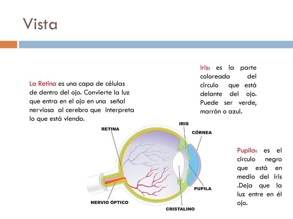 Vista Iris: es la parte coloreada del circulo que está delante del ojo. Puede ser verde, marrón o azul.