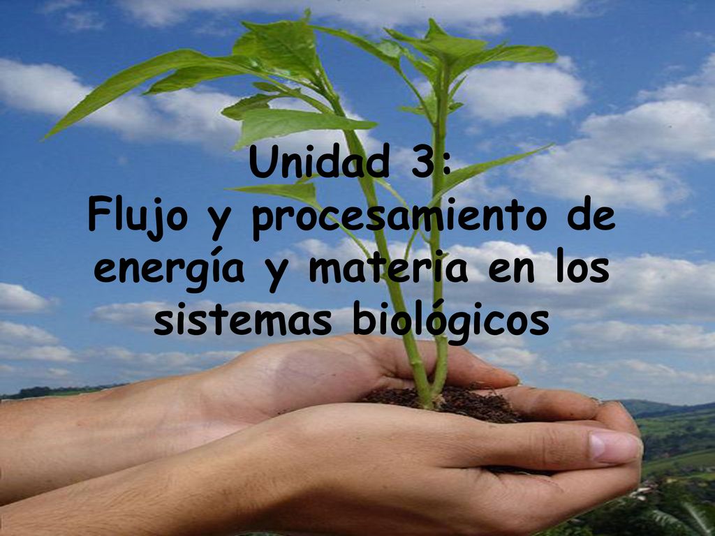 Unidad 3: Flujo y procesamiento de energía y materia en los sistemas biológicos