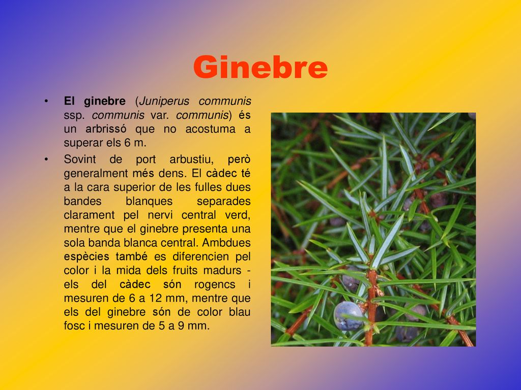Ginebre El ginebre (Juniperus communis ssp. communis var. communis) és un arbrissó que no acostuma a superar els 6 m.