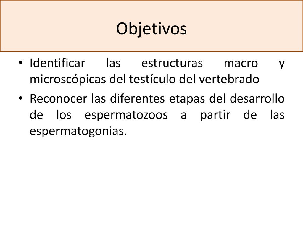 Objetivos Identificar las estructuras macro y microscópicas del testículo del vertebrado.