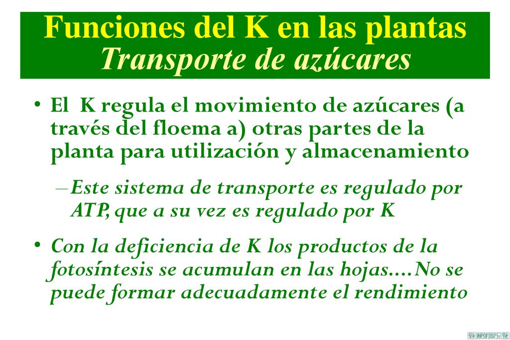 Funciones del K en las plantas Transporte de azúcares