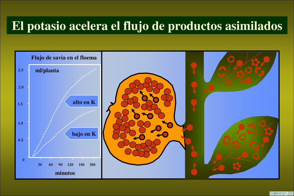 El potasio acelera el flujo de productos asimilados