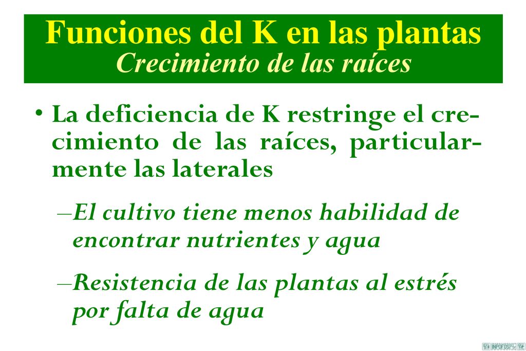Funciones del K en las plantas Crecimiento de las raíces