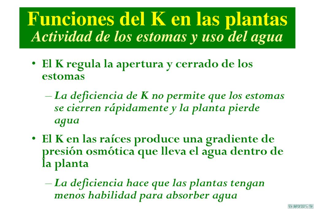 Funciones del K en las plantas Actividad de los estomas y uso del agua