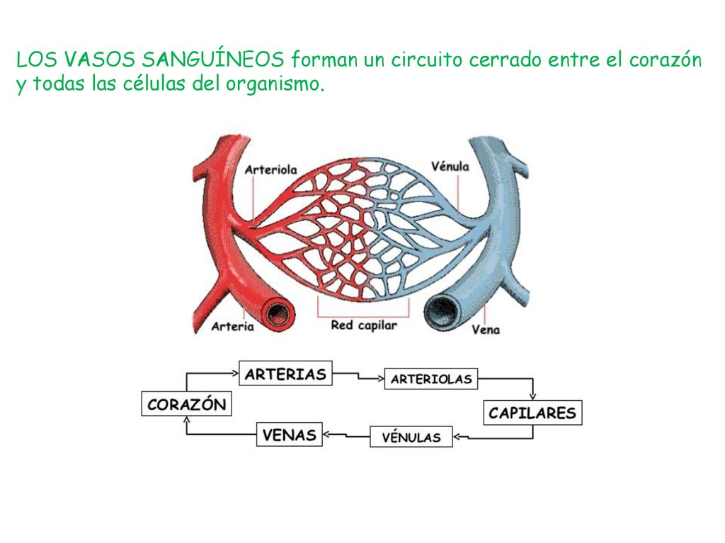 LOS VASOS SANGUÍNEOS forman un circuito cerrado entre el corazón y todas las células del organismo.