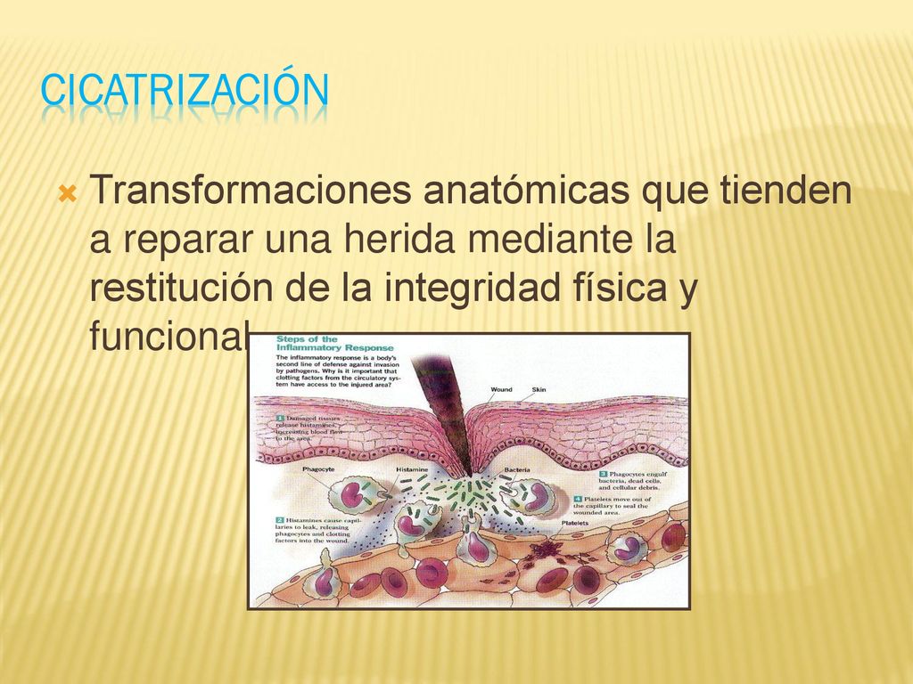Cicatrización Transformaciones anatómicas que tienden a reparar una herida mediante la restitución de la integridad física y funcional.