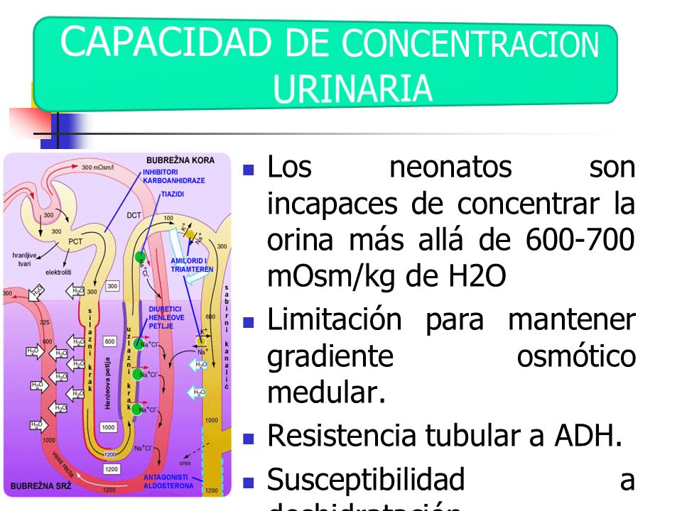 CAPACIDAD DE CONCENTRACION URINARIA