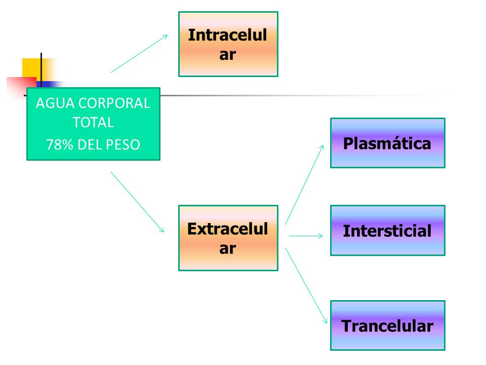 Intracelular AGUA CORPORAL TOTAL 78% DEL PESO Plasmática Extracelular Intersticial Trancelular
