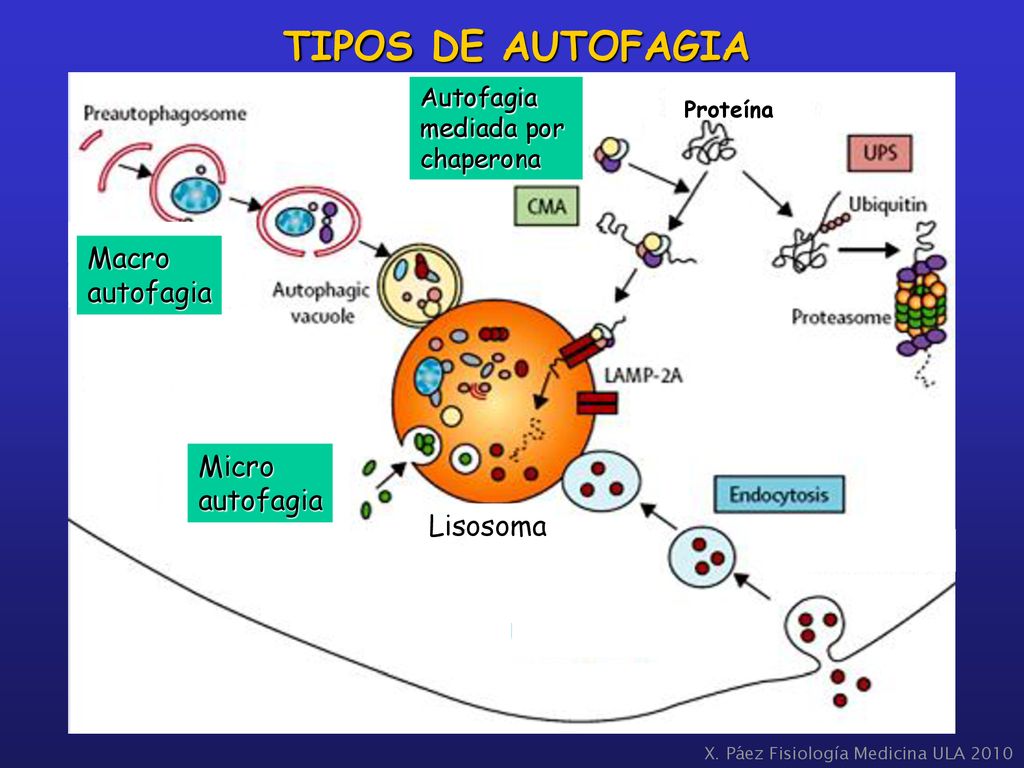 TIPOS DE AUTOFAGIA Macro autofagia Micro autofagia Lisosoma Autofagia