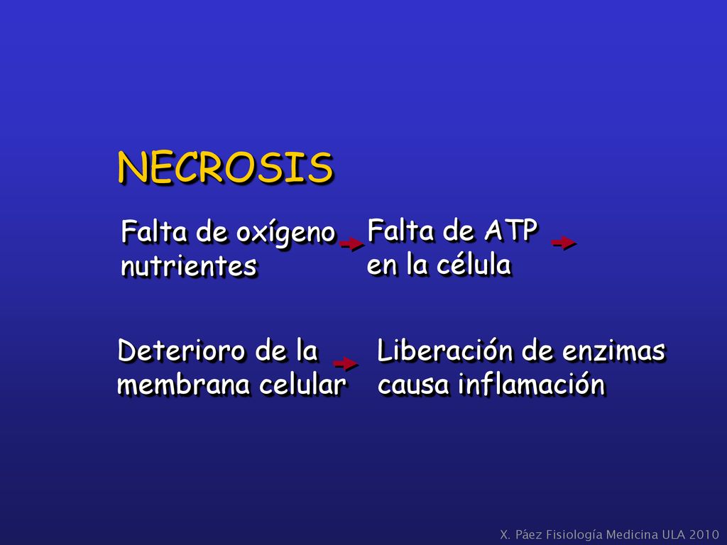 NECROSIS Falta de oxígeno nutrientes Falta de ATP en la célula