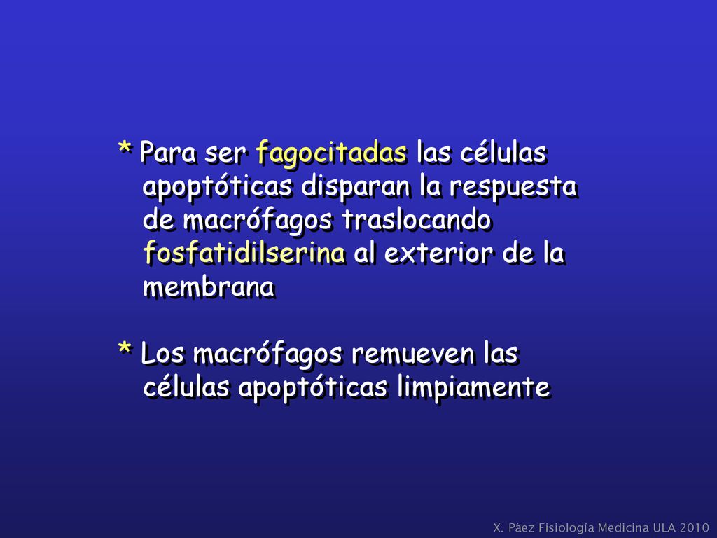 * Para ser fagocitadas las células apoptóticas disparan la respuesta