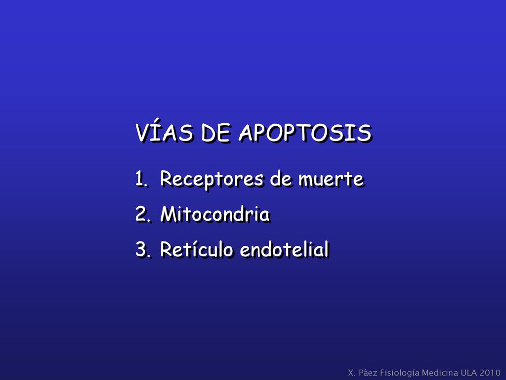 VÍAS DE APOPTOSIS Receptores de muerte Mitocondria Retículo endotelial