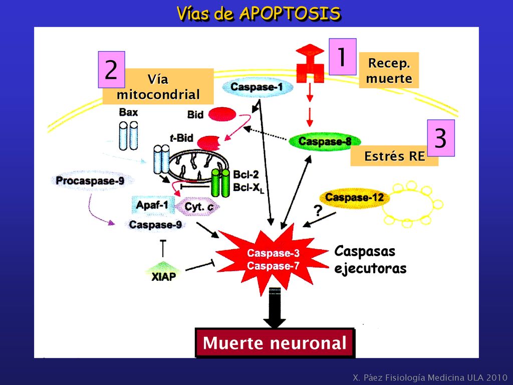 1 2 3 Vías de APOPTOSIS Muerte neuronal Caspasas ejecutoras Recep.