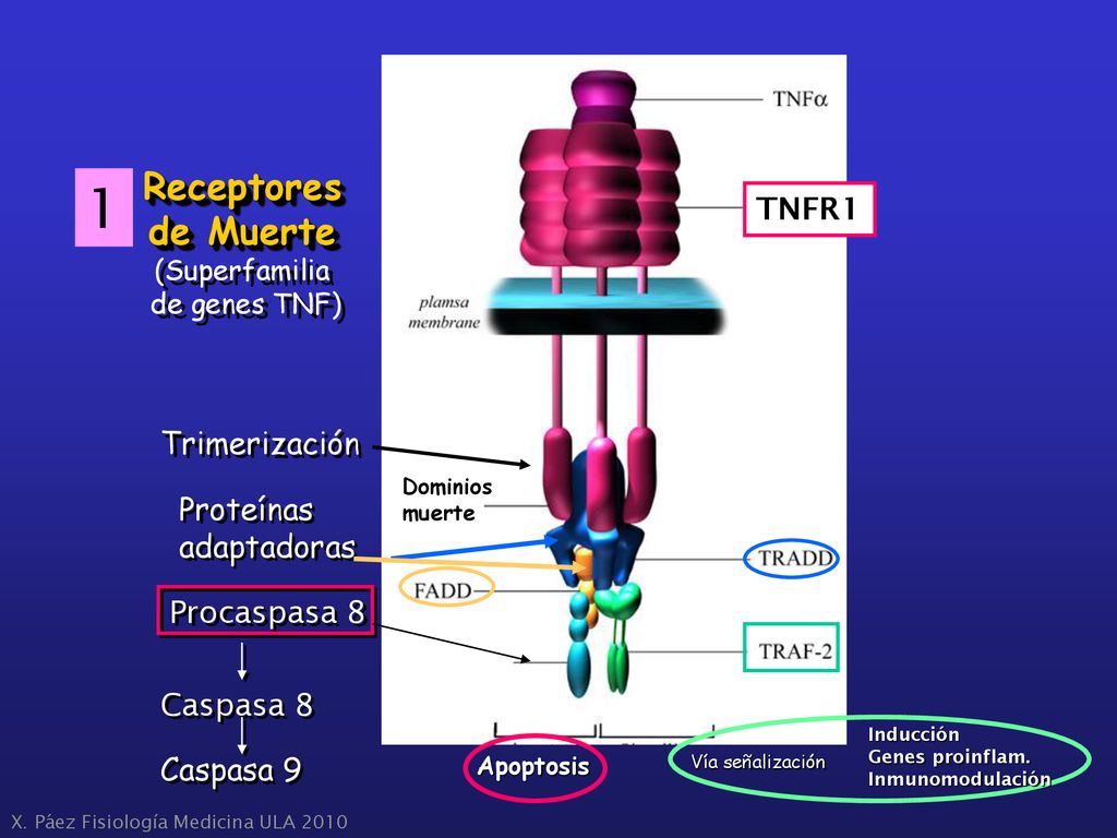 1 Receptores de Muerte TNFR1 Trimerización Proteínas adaptadoras