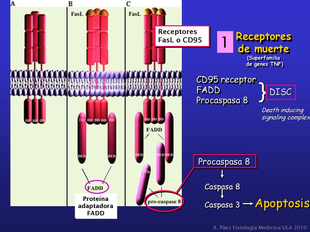 } 1 Apoptosis Receptores de muerte CD95 receptor FADD Procaspasa 8