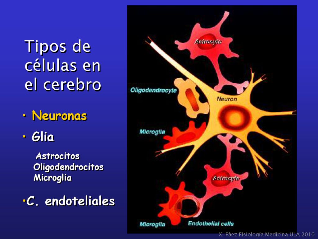 Tipos de células en el cerebro Neuronas Glia C. endoteliales