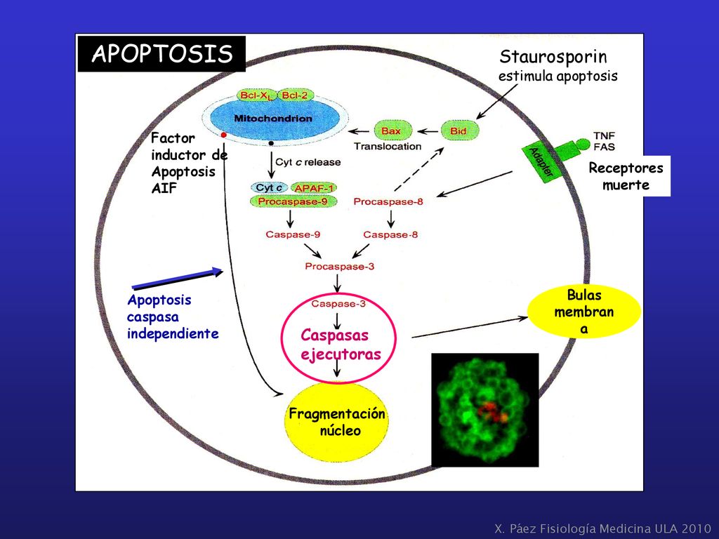 APOPTOSIS Staurosporin Caspasas ejecutoras estimula apoptosis Factor