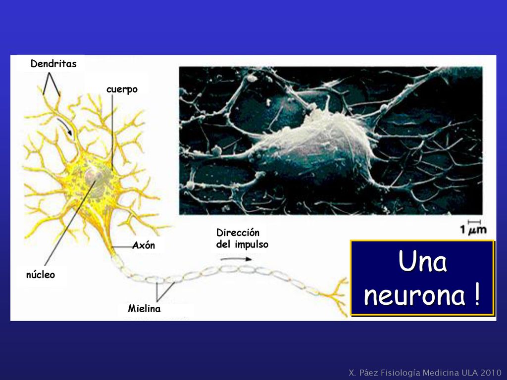 Una neurona ! Dendritas cuerpo Dirección del impulso Axón núcleo