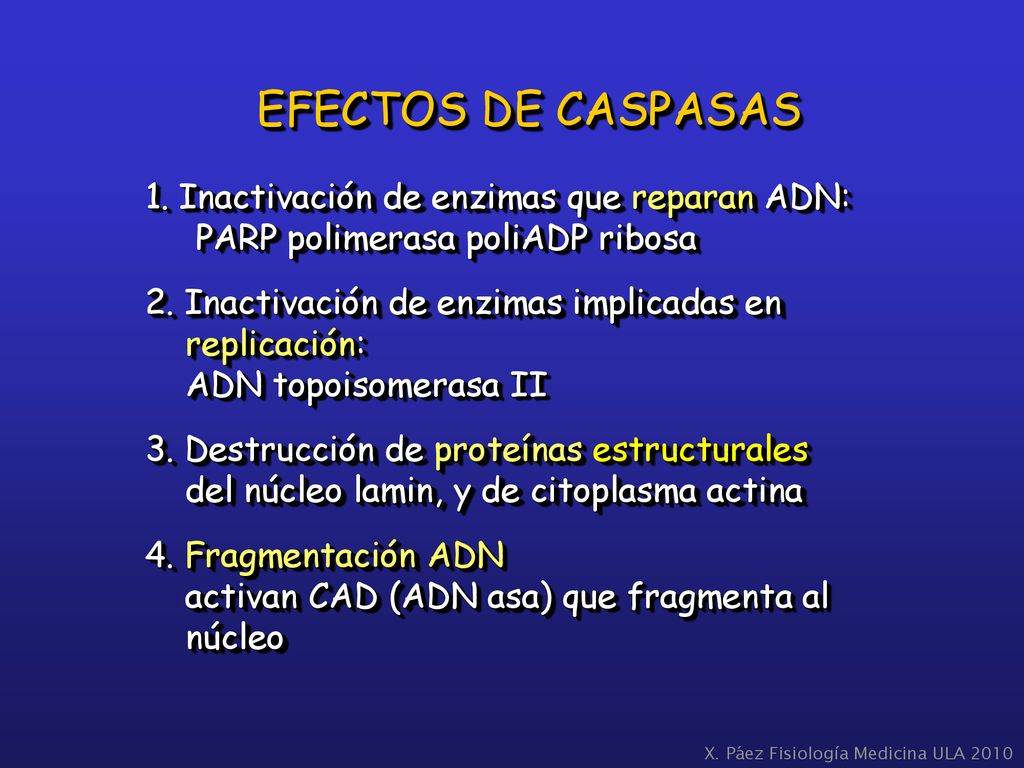 EFECTOS DE CASPASAS 1. Inactivación de enzimas que reparan ADN: